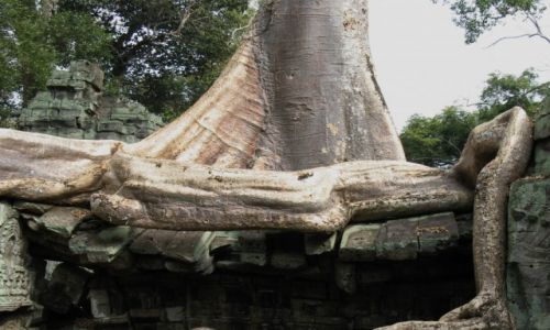 Zdjęcie KAMBODżA / Siem Reap /  Ta Prohm / Korzeń gigant
