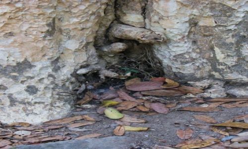 Zdjęcie KAMBODżA / Siem Reap /  Ta Prohm / Ukryty w świecie roślin