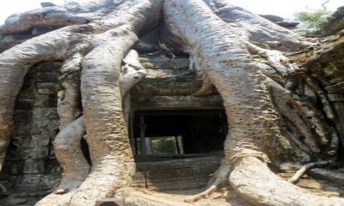 Zdjecie KAMBODA / ... / Ta Phrom . / Mao ju takich miejsc w angorskim kompleksie