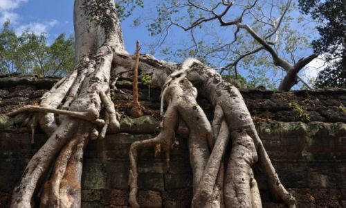 Zdjcie KAMBODA / Okolice Siem Reap / Angkor / Zarastajca witynia