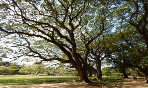 Zdjecie KAMBODżA / Siem Reap / Angkor Wat / Angkor Wat inaczej