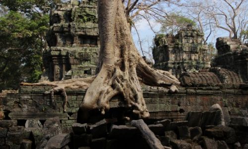 Zdjecie KAMBODA / Siem Reap / Angkor / Ta Prohm  - tam powstay zdjcia do filmu „Tomb Rider”