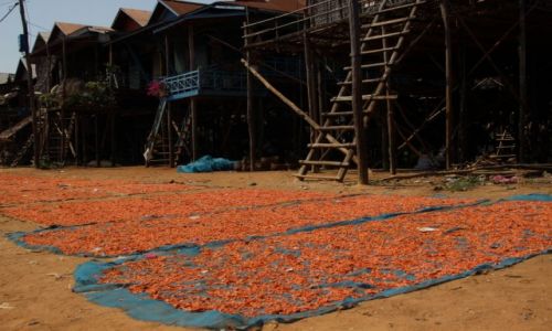 Zdjcie KAMBODA / Kompong Pluk / Kompong Pluk / Krewetkowa cieka