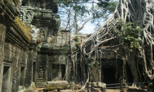 Zdjecie KAMBODA / Angkor / TA PHROM TEMPLE / TA PHROM TEMPLE