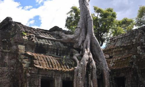 Zdjcie KAMBODA / okolice Siem Reap / Angkor / Drzewo omiornica