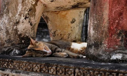 Zdjcie KAMBODA /  Siem Reap / Wat Bo / W cieniu sonia