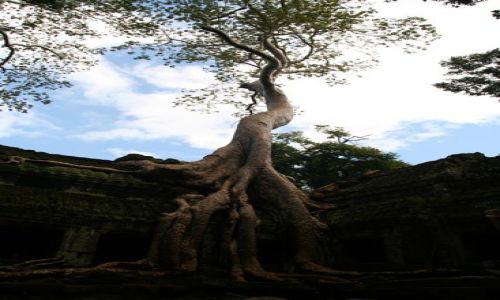 Zdjecie KAMBODA / brak / angkor / angkor
