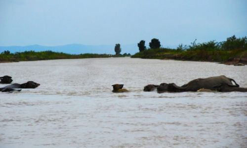 Zdjęcie KAMBODżA / Takeo / Angkor Borei / Water buffalo