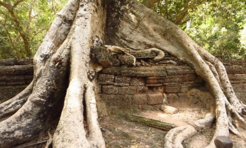 Zdjcie KAMBODA / Angkor / okolice Siem Reap / witynia Ta Prohm