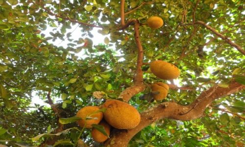 Zdjecie KAMBODA / Angkor / obok wityni Lolei / owoc mak mii (Jackfruit)