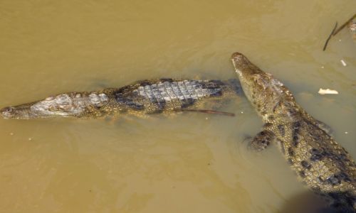 Zdjcie KAMBODA / Angkor / jezioro Tonle Sap / milusiscy