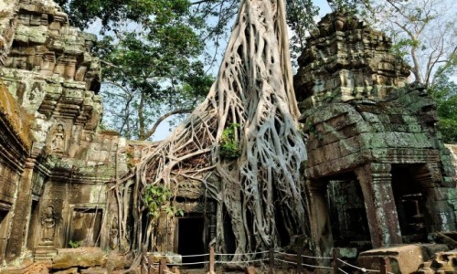 Zdjcie KAMBODA / Angkor / Ta Phrom / Sia natury