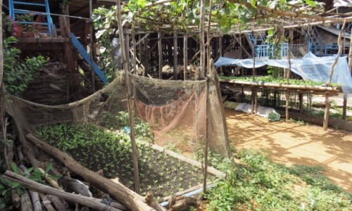 Zdjcie KAMBODA / Jezioro Tonle Sap / Kampong Phluk / Miniogrdek
