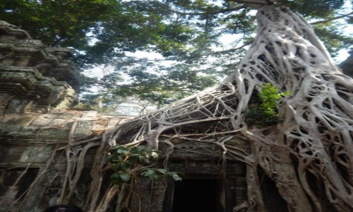 Zdjcie KAMBODA / Sieam Reap / Angkor / Ruiny Angkor