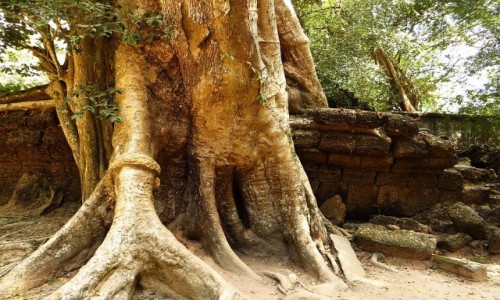 Zdjcie KAMBODA / Angkor / okolice Siem Reap / witynia Ta Prohm - walka z przyrod