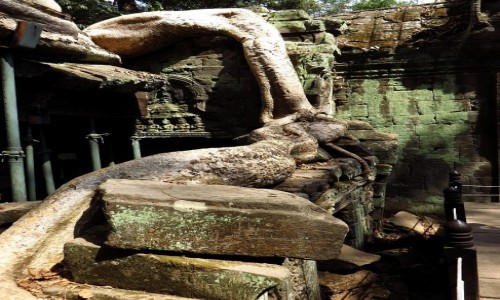 Zdjcie KAMBODA / Angkor / okolice Siem Reap / witynia Ta Prohm - walka z przyrod