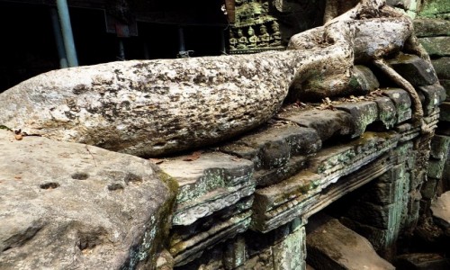 Zdjcie KAMBODA / Angkor / okolice Siem Reap / witynia Ta Prohm - walka z przyrod