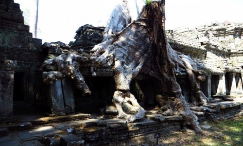 Zdjcie KAMBODA / Angkor / okolice Siem Reap / witynia Prah Khan - walka z przyrod