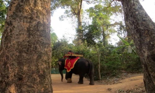 Zdjcie KAMBODA / prowincja Siem Reap / Angkor / ju nie bed wozi adnej dupy, hura!