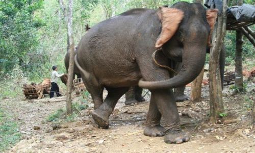 Zdjcie KAMBODA / brak / Mondulkiri / Gracja