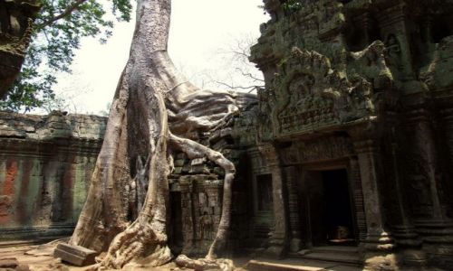 Zdjcie KAMBODA / Siem Reap / Swiatynie Angkor / Dzungla nie zna litosci