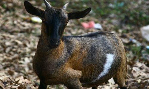 Zdjęcie KAMBODżA / brak / Kratie / Kózka bee bee