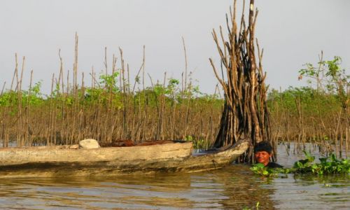 Zdjecie KAMBODA / brak / OKOLICE SIEM REAP / FLODED FOREST