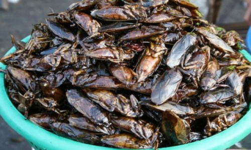 Zdjecie KAMBODżA / PHNOM PENH / TARG / DALEKOWSCHODNIE PRZYSMAKI
