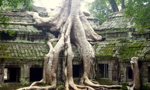 Zdjecie KAMBODA / okolice Siem Reap / wiatynia Ta Prohm /  w twardym ucisku dungli