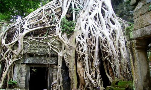 KAMBODA / okolice Siem Reap / zesp Angkor Wat / w pajczynie korzeni