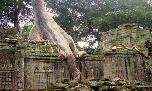KAMBODA / okolice Siem Reap / zesp Angkor Wat / oplatajace macki drzew