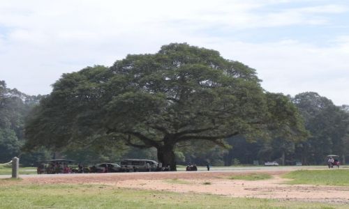 Zdjecie KAMBODA / ANGKOR WAT / ANGKOR WAT / Kamboda