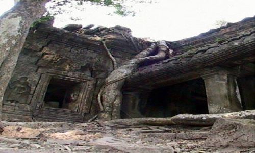 Zdjcie KAMBODA / brak / Swiatynie Angkor / TaProhm - drzewo