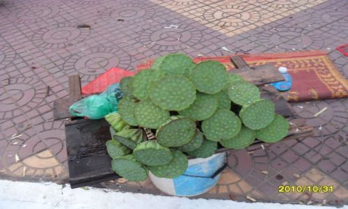 Zdjęcie KAMBODżA / phnom  penh / ... / kwiat lotosu