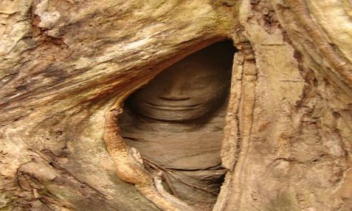 Zdjecie KAMBODA / brak / Angkor / Wrd korzeni drzew 
