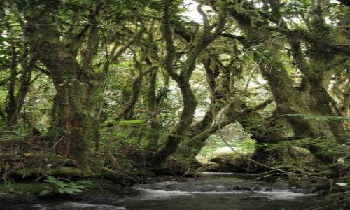 Zdjecie KAMERUN / Northwestern Prowince / Bamenda Highlands / Strumyk 