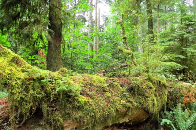 Zdj cia: MacMillan Provincial Park, Wyspa Vancouver, Park leny, KANADA