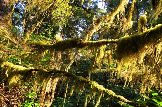 Zdj cia: Pacific Rim NP, Wyspa Vancouver, Las deszczowy strefy umiarkowanej, KANADA