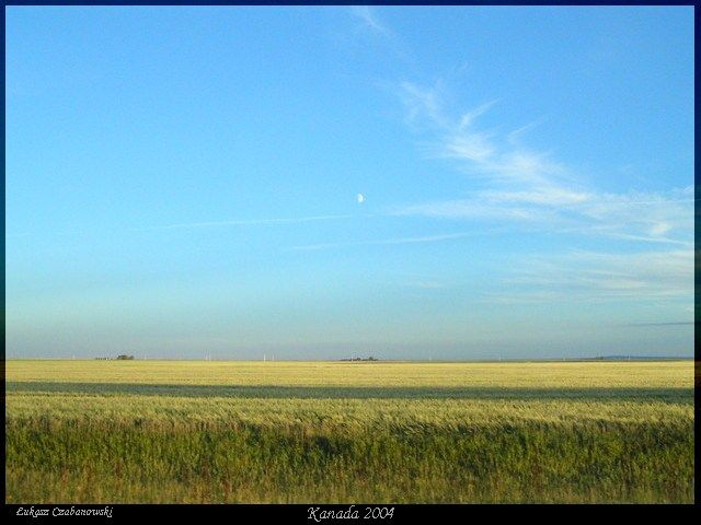 Zdjęcia: Saskatchewan, Prerie saskatchewan w drodze do Reginy, Zlote prerie, KANADA Zdjęcia: Saskatchewan, Prerie saskatchewan w drodze do Reginy, Zlote prerie, KANADA