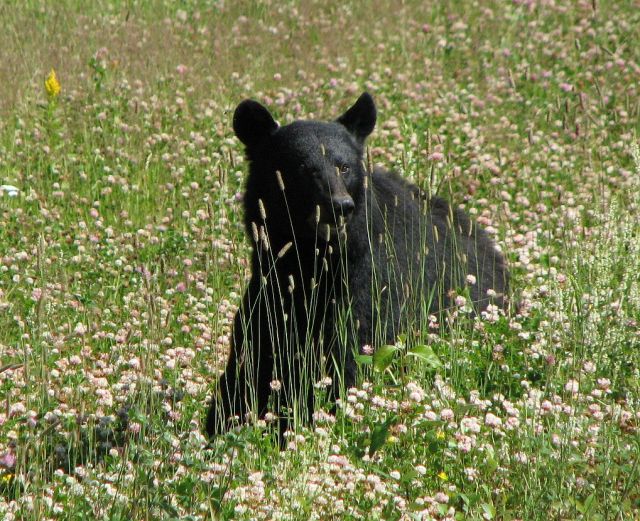 Zdjęcia: w okolicach Whitehorse, Jukon, KONKURS - nareszcie się obudziłem..., KANADA Zdjęcia: w okolicach Whitehorse, Jukon, KONKURS - nareszcie się obudziłem..., KANADA