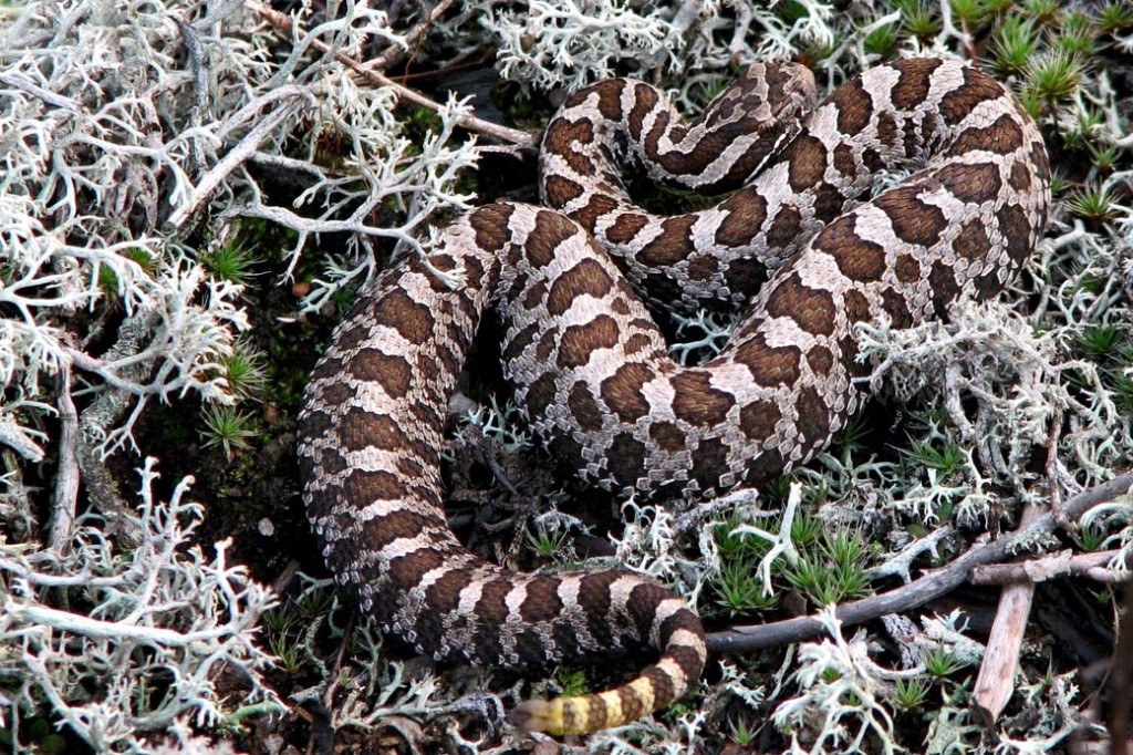 Zdjęcia: Torrence Barrens, Ontario, Grzechotnik-Eastern Masssasauga Rattlesnake, KANADA Zdjęcia: Torrence Barrens, Ontario, Grzechotnik-Eastern Masssasauga Rattlesnake, KANADA