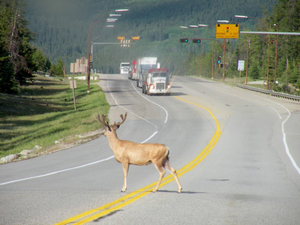 Zdjęcia: Jasper, Jasper National Park, Przystanek Alaska?, KANADA Zdjęcia: Jasper, Jasper National Park, Przystanek Alaska?, KANADA