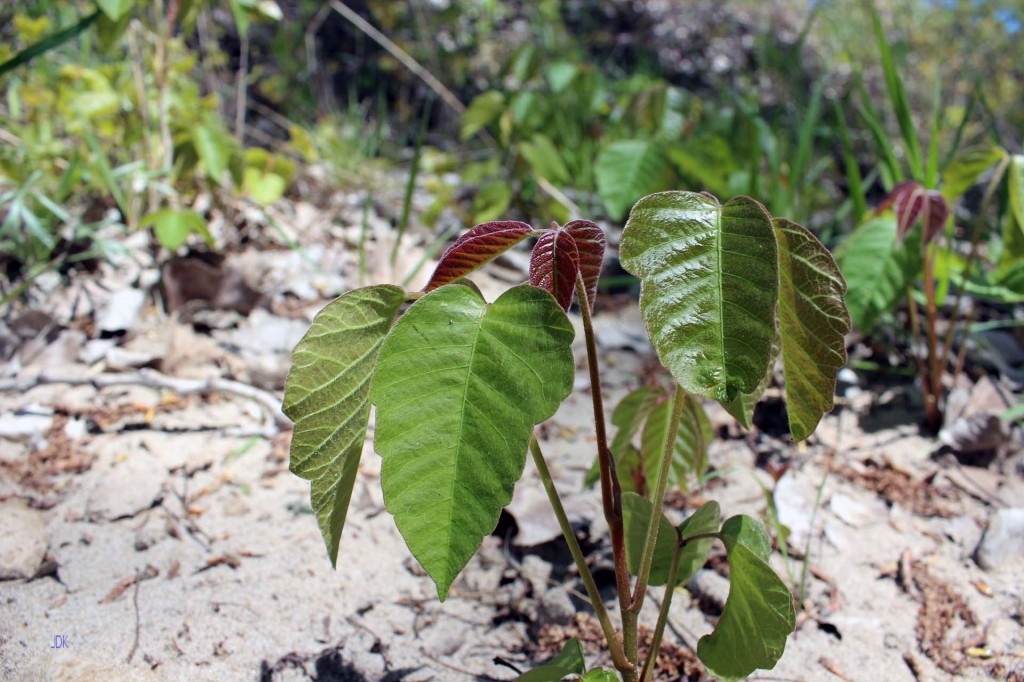 Zdjęcia: Park Long Point Provincial Park, Ontario, Poison Ivy-Trujący Bluszcz, KANADA Zdjęcia: Park Long Point Provincial Park, Ontario, Poison Ivy-Trujący Bluszcz, KANADA