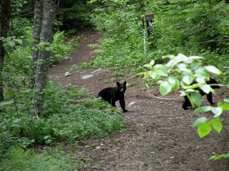 Zdjęcia: Whistler, Whistler, Misie 2, KANADA Zdjęcia: Whistler, Whistler, Misie 2, KANADA