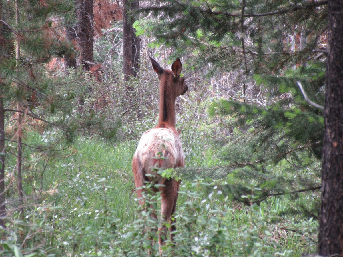 Zdjęcia: Jasper, Jasper - Park Narodowy, Jasper - Kanada, KANADA Zdjęcia: Jasper, Jasper - Park Narodowy, Jasper - Kanada, KANADA