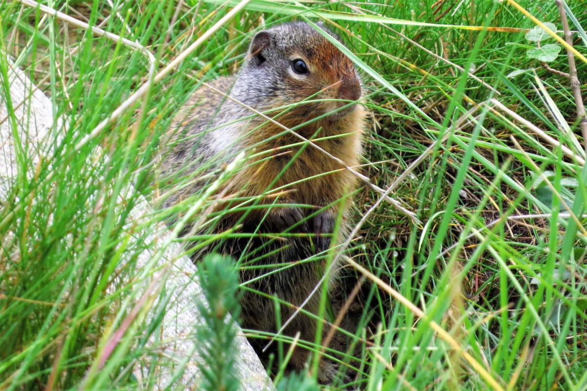 Zdjęcia: Alberta, Wiewiórka ziemna, KANADA Zdjęcia: Alberta, Wiewiórka ziemna, KANADA