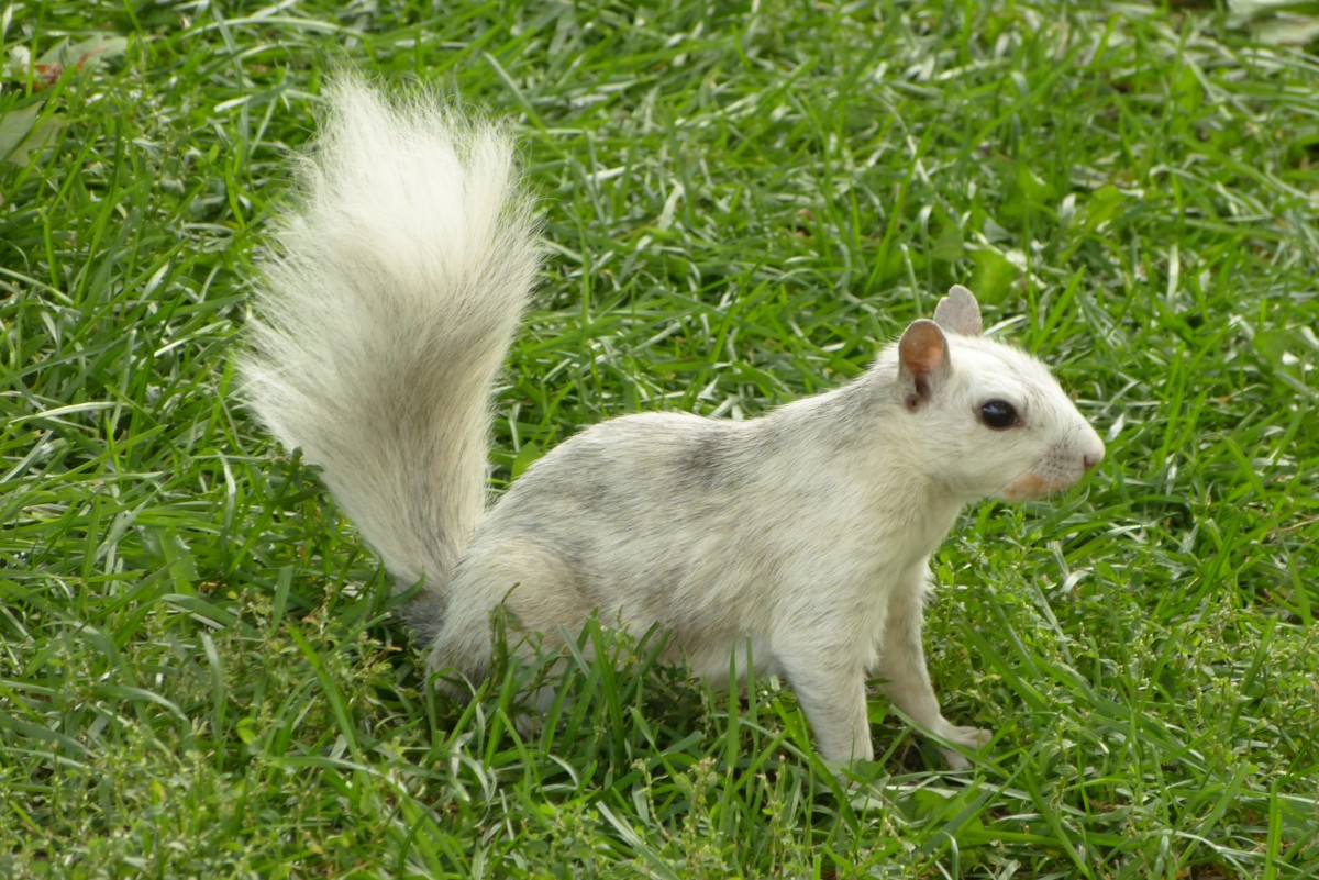 Zdjęcia: Montreal, Quebec, Zim± mnie nie widać, KANADA Zdjęcia: Montreal, Quebec, Zim± mnie nie widać, KANADA