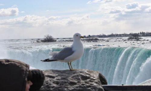 Zdjęcie KANADA / Ontario / Niagara / obserwator.....