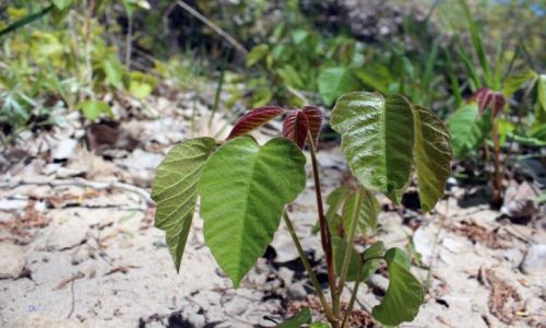 Zdjęcie KANADA / Ontario / Park Long Point Provincial Park / Poison Ivy-Trujący Bluszcz