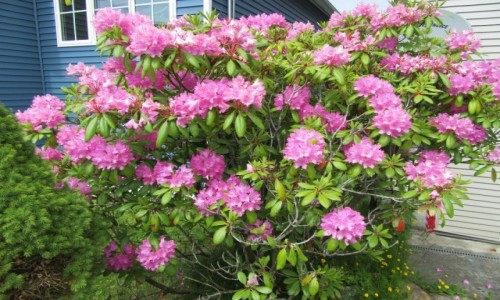 Zdjęcie KANADA / Prince George / Prince George / Prince George - Kanada